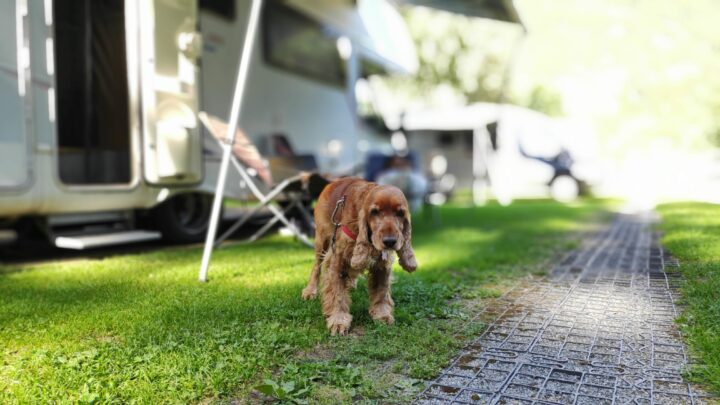 cane sull'erba fresca